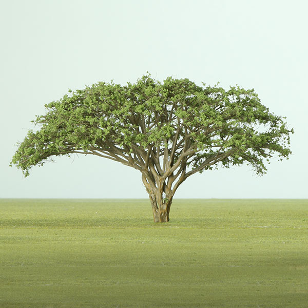 Umbrella acacia model tree