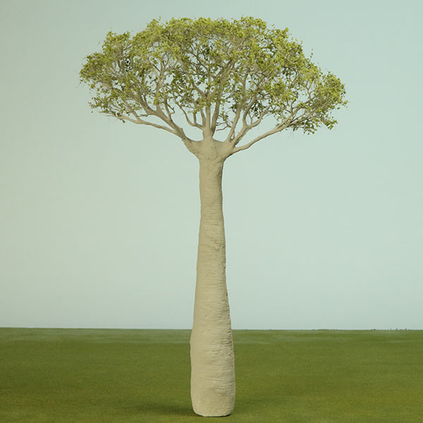 Baobab model tree