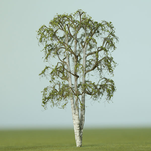 Triple stem silver birch model tree