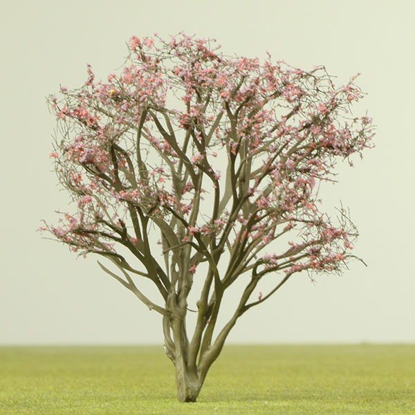 Redbud species model trees