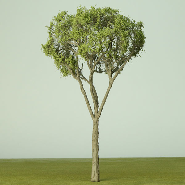 Model Eucalyptus trees