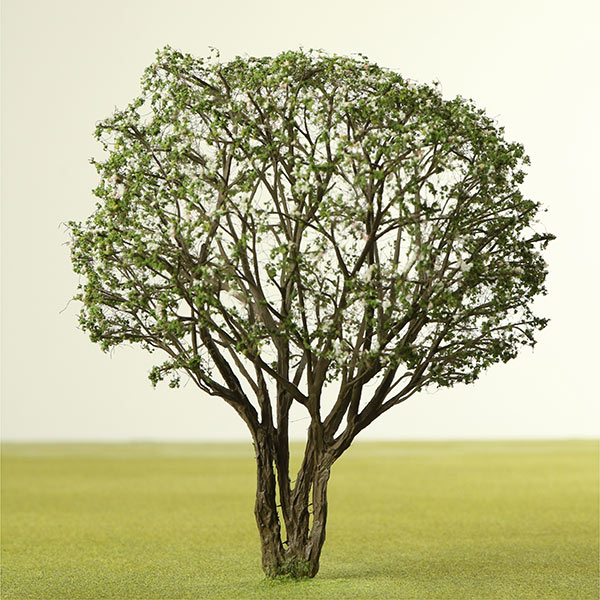 Multi stem quince model tree
