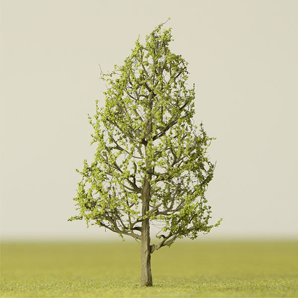 Model Maidenhair tree