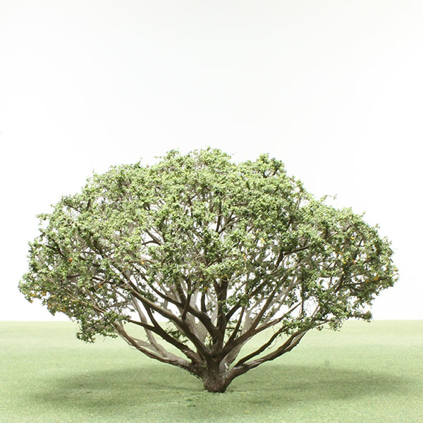 Table mountain pine model tree