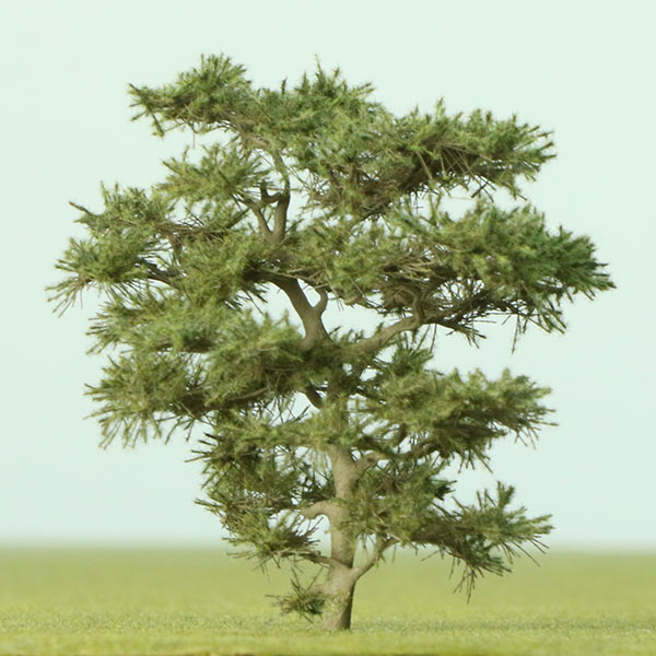 Japanese pine model tree