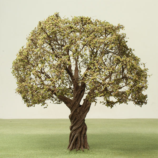Coast live oak model tree