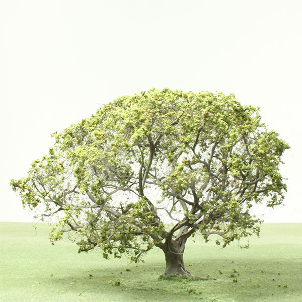 Sessile oak model tree