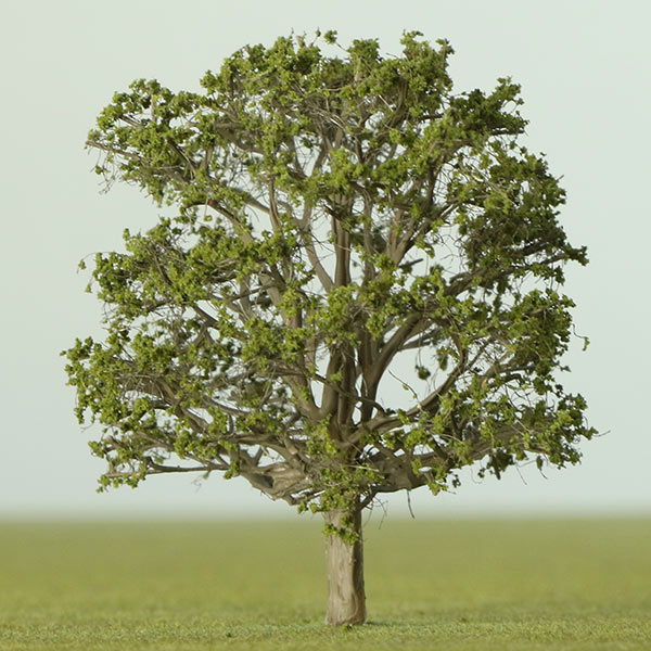 Oak model tree