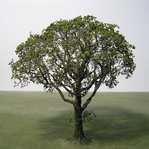 Model Making Guide to Creating a Seafoam Tree