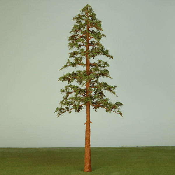 Giant redwood model tree
