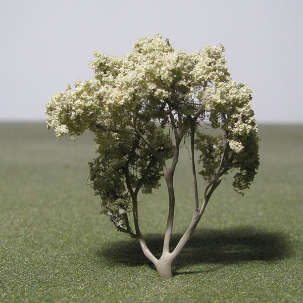 Single stem Christ's thorn jujube model tree
