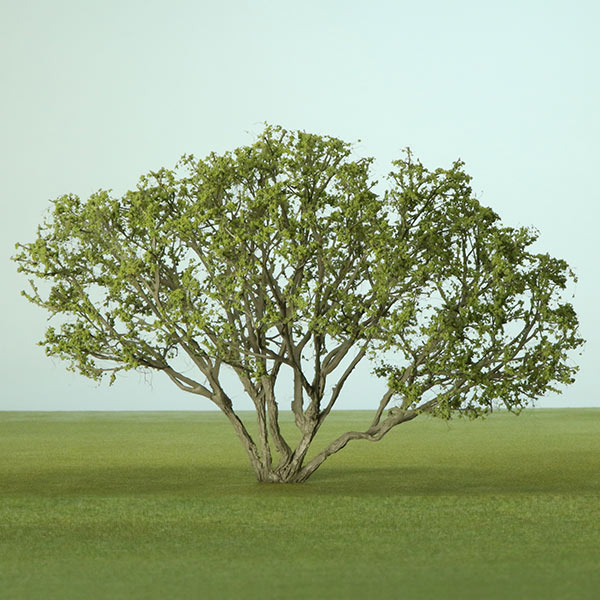 model bonsai tree
