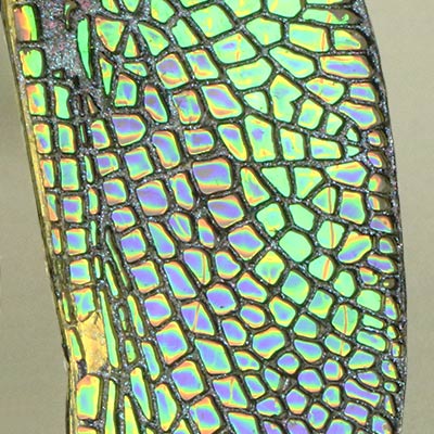 Photo etched wing showing the effect of iridescent film
