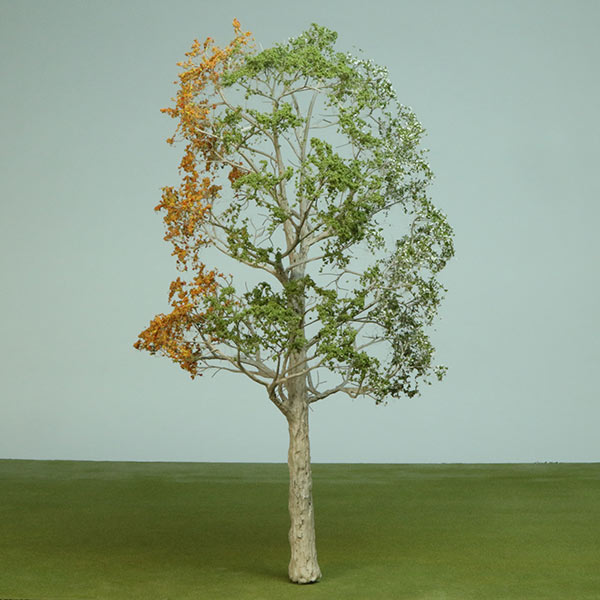 Model tree in mixed season foliage