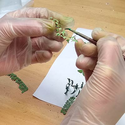How to make etched brass plants for your model